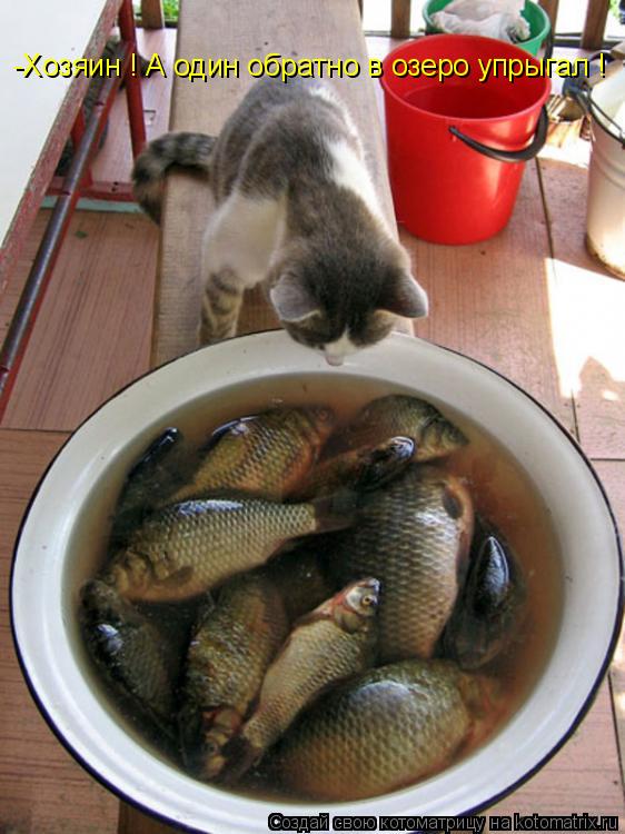 Котоматрица: -Хозяин ! А один обратно в озеро упрыгал !