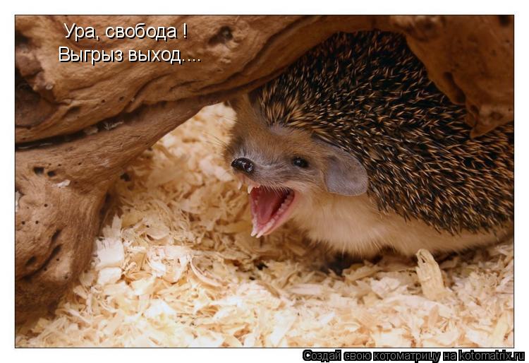 Котоматрица: Ура, свобода ! Выгрыз выход....
