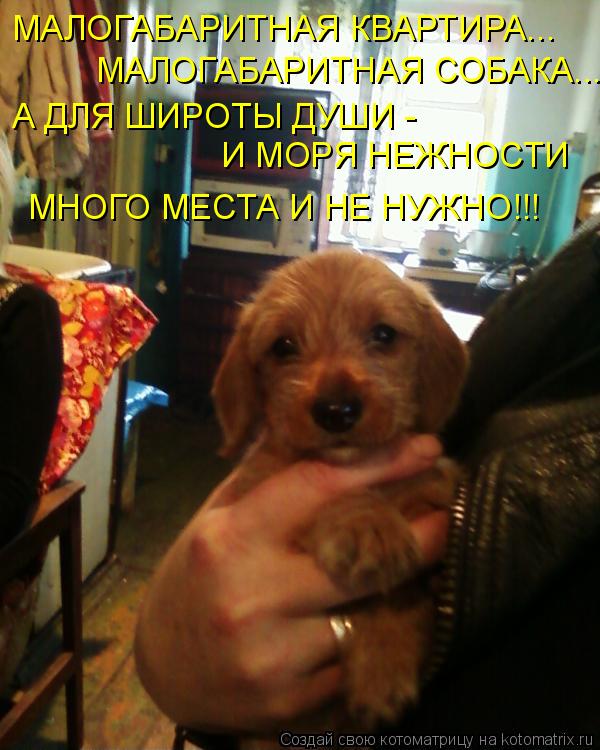 Котоматрица: МАЛОГАБАРИТНАЯ КВАРТИРА... МАЛОГАБАРИТНАЯ СОБАКА... А ДЛЯ ШИРОТЫ ДУШИ - И МОРЯ НЕЖНОСТИ МНОГО МЕСТА И НЕ НУЖНО!!!