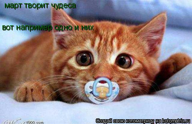 март творит чудеса вот например одно и них... Котоматрица: март творит чудеса вот например одно и них