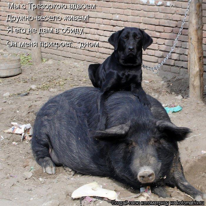 Котоматрица: Дружно-весело живем! Он меня прикроет... дном Мы с Трезоркою вдвоем Я его не дам в обиду,