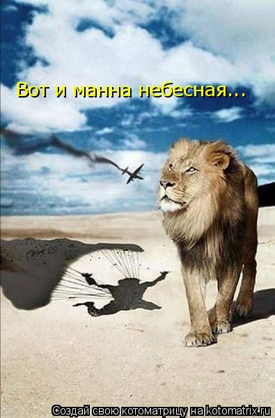 Котоматрица: Вот и манна небесная...