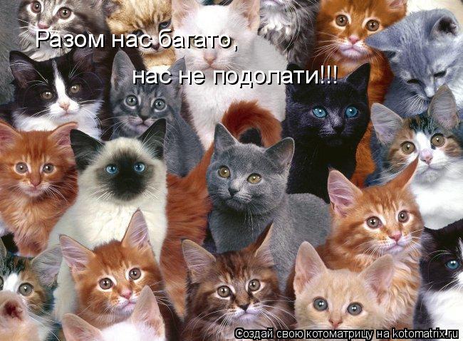 Котоматрица: Разом нас багато, нас не подолати!!!