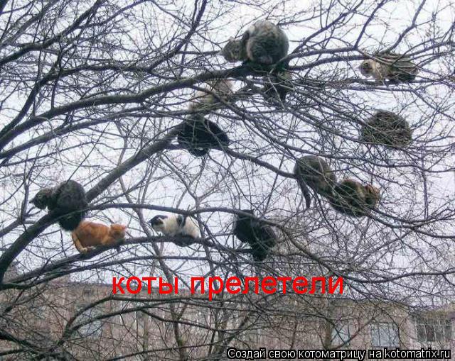 Котоматрица: коты прелетели