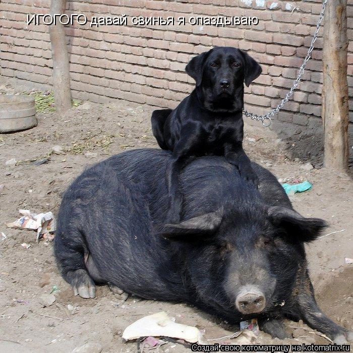 Котоматрица: ИГОГОГО давай свинья я опаздываю
