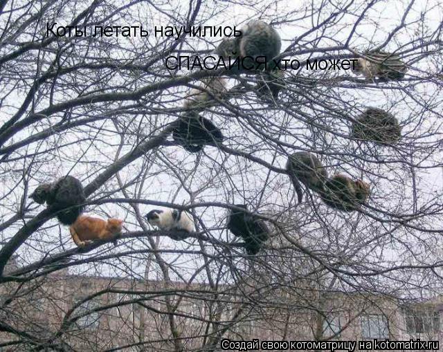 Котоматрица: Коты летать научились СПАСАЙСЯ хто может