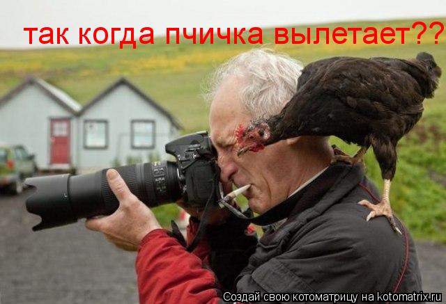 Котоматрица: так когда пчичка вылетает??