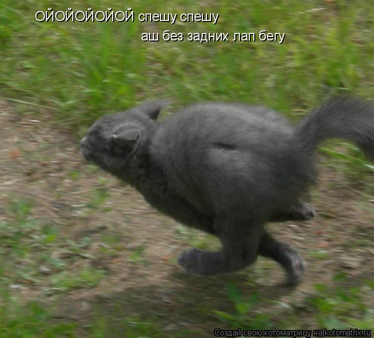 Котоматрица: ОЙОЙОЙОЙОЙ спешу спешу аш без задних лап бегу
