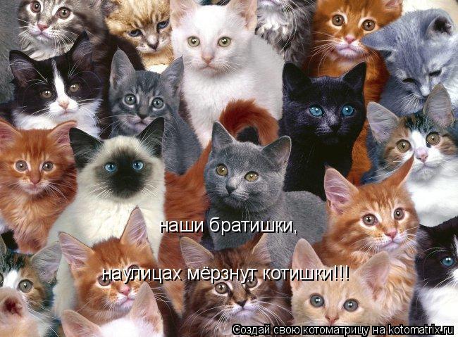 Котоматрица: наши братишки, наулицах мёрзнут котишки!!!