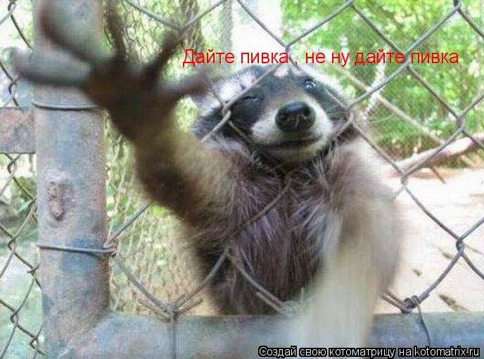 Котоматрица: Дайте пивка , не ну дайте пивка