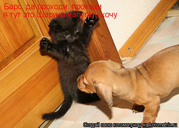 Котоматрица: Барс, да проходи, проходи  я тут это Шарика напугать хочу
