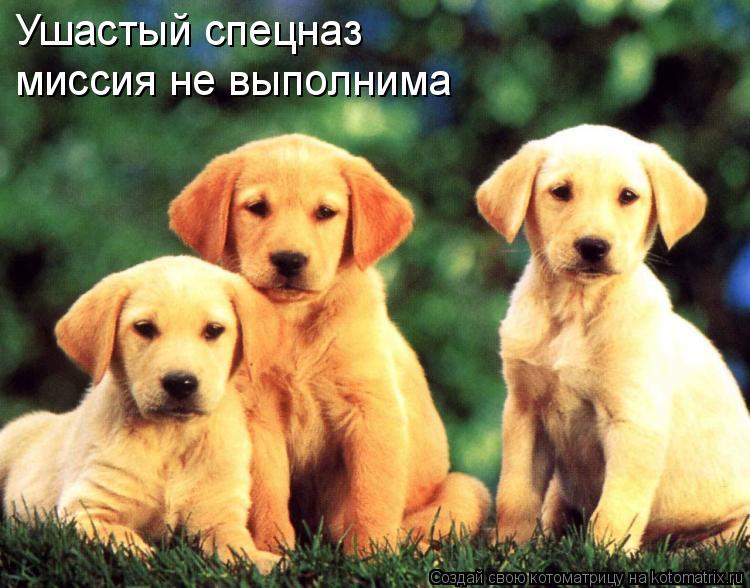 Котоматрица: Ушастый спецназ миссия не выполнима