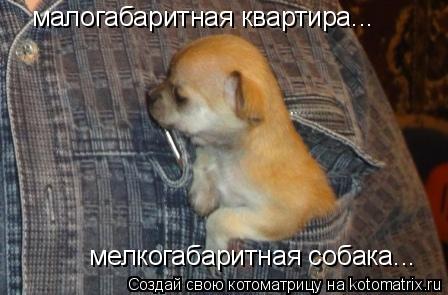 Котоматрица: малогабаритная квартира... мелкогабаритная собака...