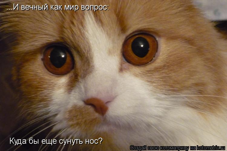 ...И вечный как мир вопрос: Куда бы еще сунуть нос?... Котоматрица: ...И вечный как мир вопрос: Куда бы еще сунуть нос?
