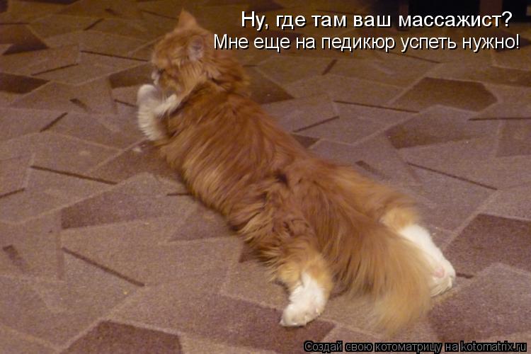 Ну, где там ваш массажист? Мне еще на педикюр успеть нужно!... Котоматрица: Ну, где там ваш массажист? Мне еще на педикюр успеть нужно!
