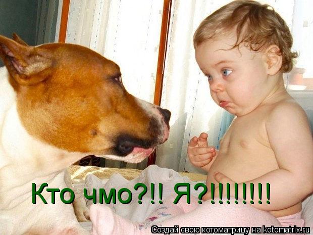 Кто чмо?!! Я?!!!!!!!!... Котоматрица: Кто чмо?!! Я?!!!!!!!!
