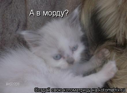 А в морду?... Котоматрица: А в морду?
