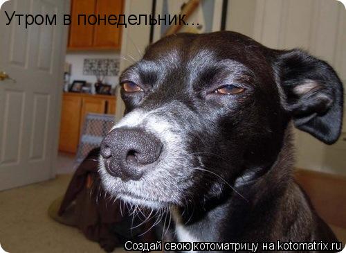 Утром в понедельник...... Котоматрица: Утром в понедельник...