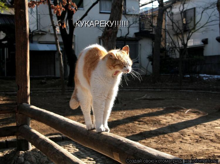 КУКАРЕКУ!!!!!!... Котоматрица: КУКАРЕКУ!!!!!!