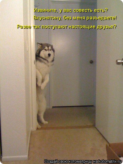 Котоматрица: Извините, у вас совесть есть?  Вкуснятину, без меня разъедаете! Разве так поступают настоящие друзья?