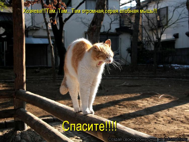 Котоматрица: Хозяева!!!Там..Там...Там огромная,серая злобная мышь!!! Спасите!!!!