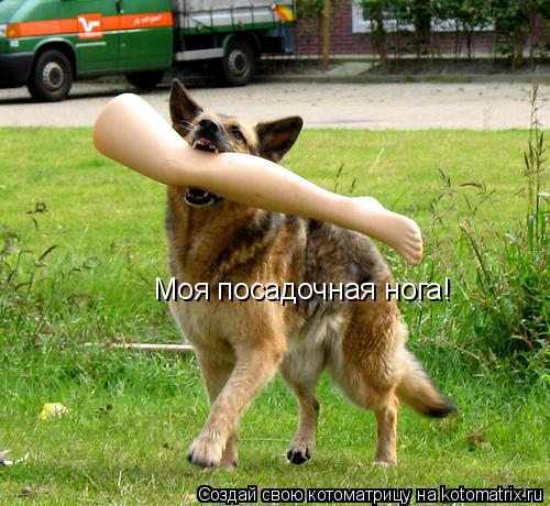 Котоматрица: Моя посадочная нога!