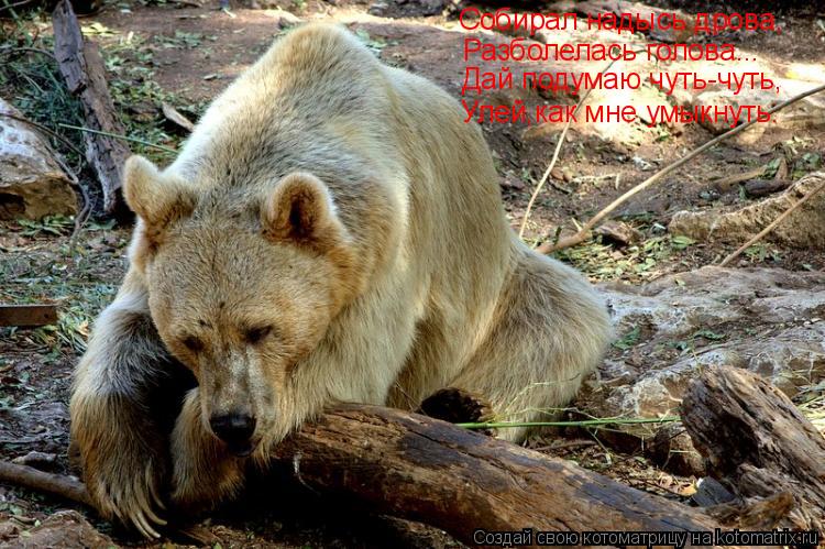 Котоматрица: Собирал надысь дрова, Разболелась голова... Дай подумаю чуть-чуть, Улей,как мне умыкнуть.