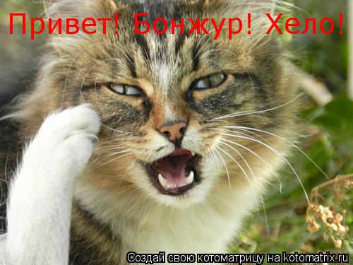 Котоматрица: Привет! Бонжур! Хело!