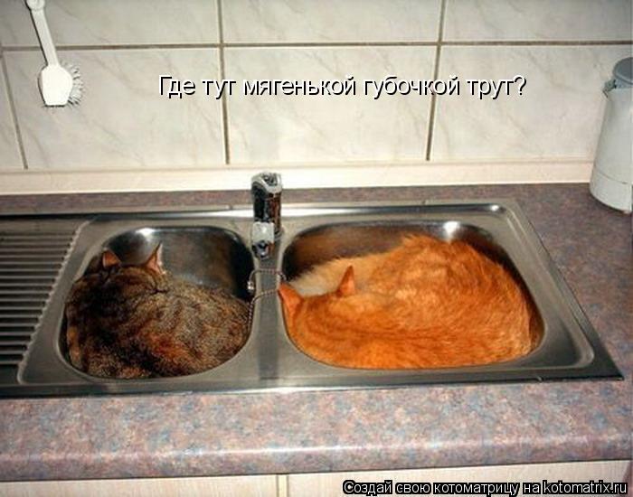 Котоматрица: Где тут мягенькой губочкой трут?