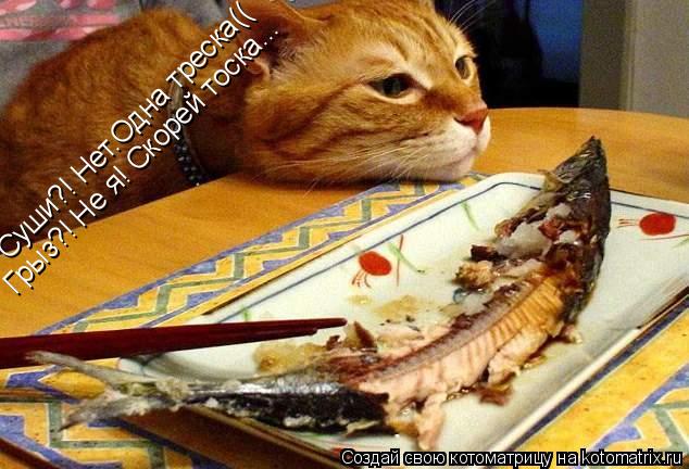 Котоматрица: Суши?! Нет.Одна треска(( Грыз?! Не я! Скорей тоска...