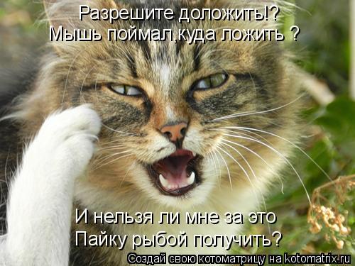 Разрешите доложить!? Мышь поймал,куда ложить ? И нельзя ли мне за это Пайку рыбой получить?... Котоматрица: Разрешите доложить!? Мышь поймал,куда ложить ? И нельзя ли мне за это Пайку рыбой получить?
