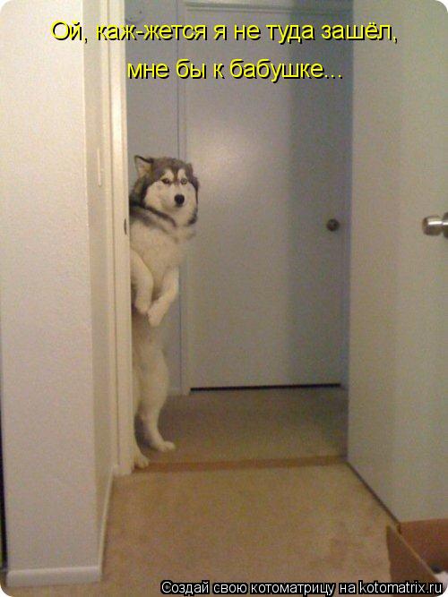 Котоматрица: Ой, каж-жется я не туда зашёл, мне бы к бабушке...
