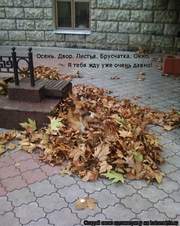 Осень. Двор. Листья. Брусчатка. Окно. Я тебя жду уже очень давно!... Котоматрица: Осень. Двор. Листья. Брусчатка. Окно. Я тебя жду уже очень давно!