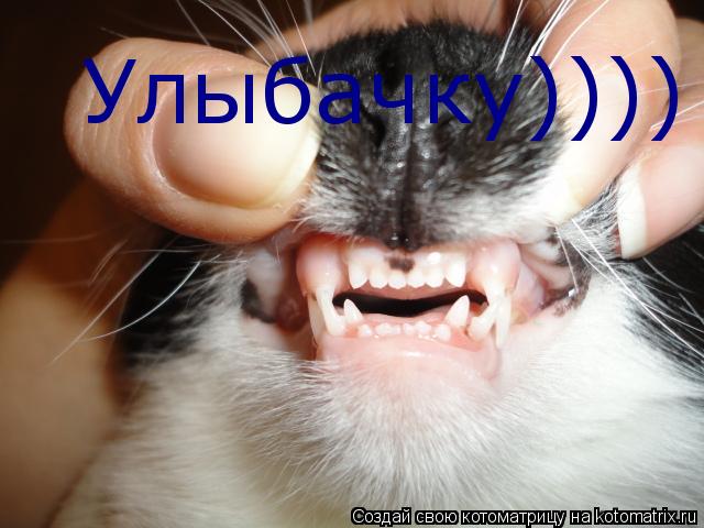 Котоматрица: Улыбачку))))