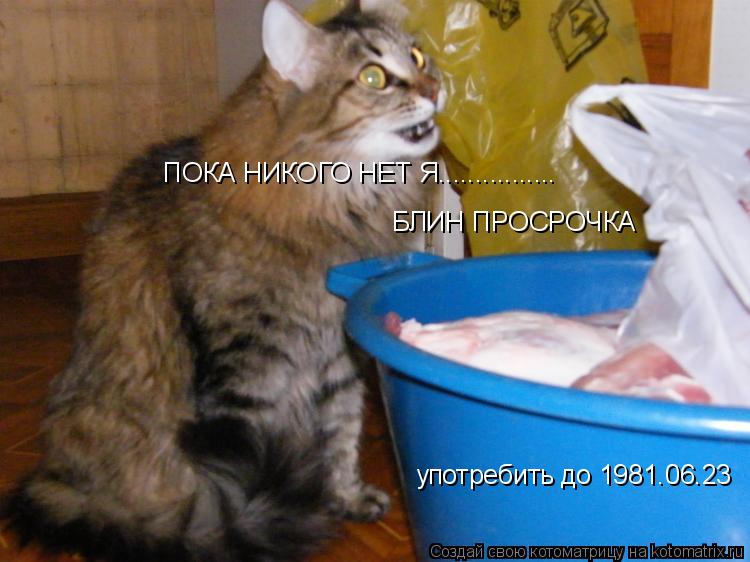 Котоматрица: ПОКА НИКОГО НЕТ Я................ употребить до 1981.06.23 БЛИН ПРОСРОЧКА