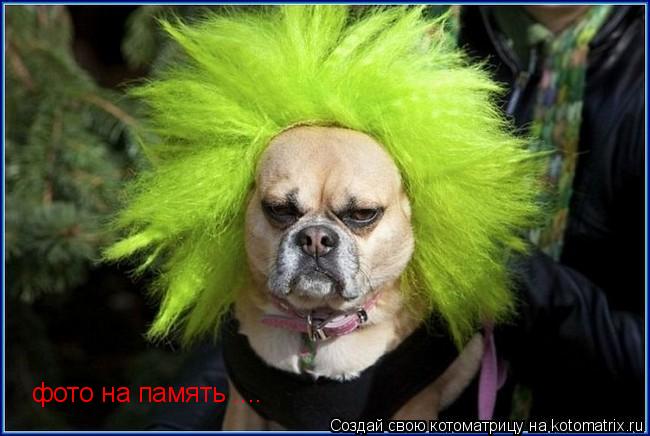 Котоматрица: фото на память ....