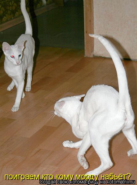 Котоматрица: поиграем кто кому морду набьёт?