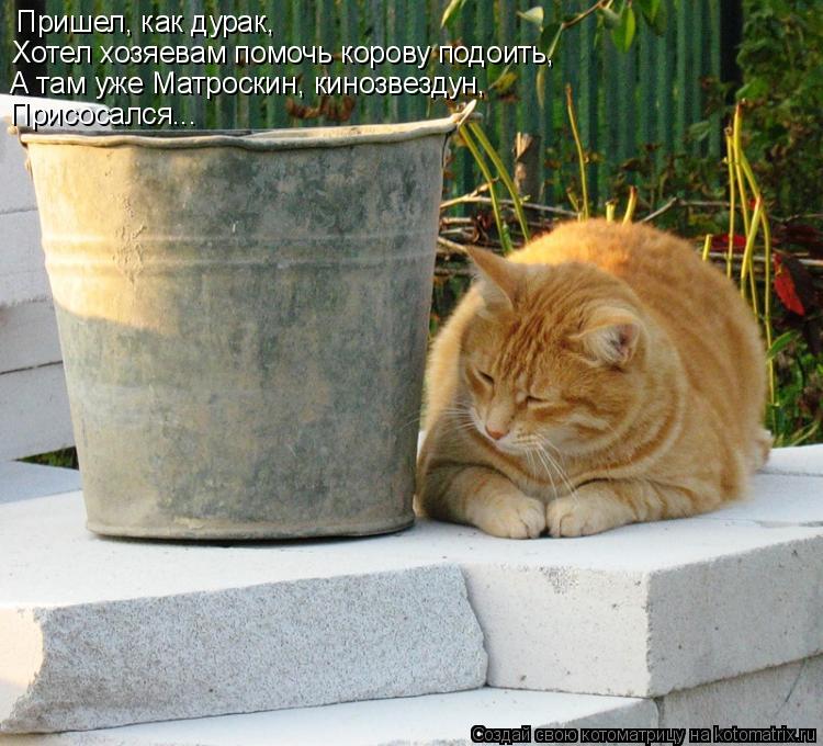 Котоматрица: Пришел, как дурак, Хотел хозяевам помочь корову подоить, А там уже Матроскин, кинозвездун, Присосался...