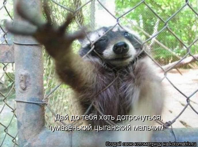 Котоматрица: Дай до тебя хоть дотронуться, чумазенький цыганский мальчик!