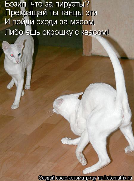 Котоматрица: Бэзил, что за пируэты? Прекращай ты танцы эти И пойди сходи за мясом, Либо ешь окрошку с квасом!