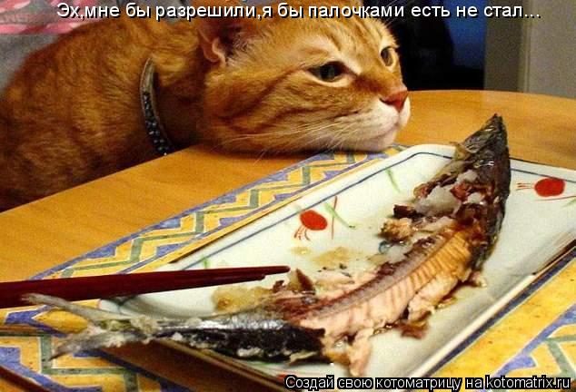 Котоматрица: Эх,мне бы разрешили,я бы палочками есть не стал...