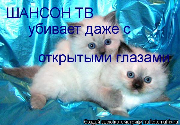 Котоматрица: ШАНСОН ТВ убивает даже с открытыми глазами
