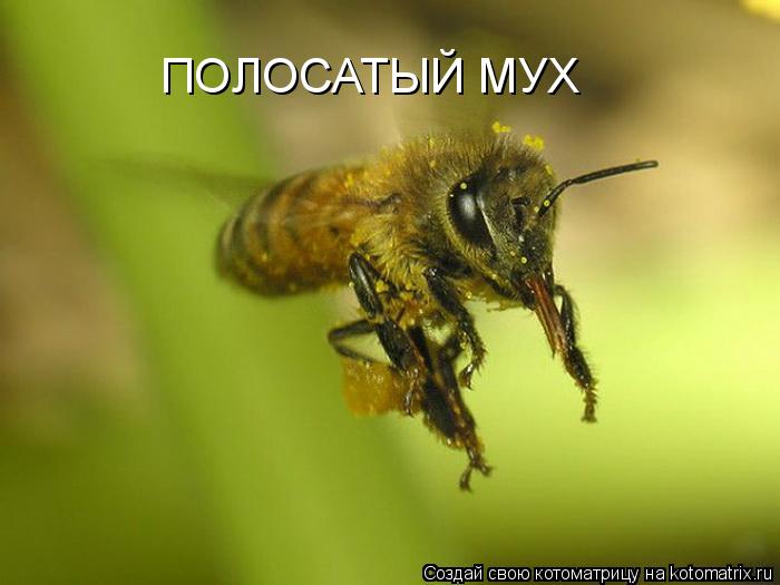 Котоматрица: ПОЛОСАТЫЙ МУХ