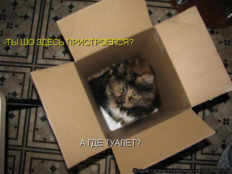 Котоматрица: -ТЫ ШО ЗДЕСЬ ПРИСТРОЕЛСЯ? А ГДЕ ТУАЛЕТ?