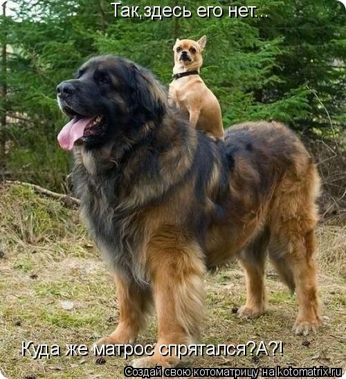 Котоматрица: Так,здесь его нет... Куда же матрос спрятался?А?!