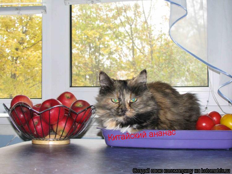 Котоматрица: Китайский ананас