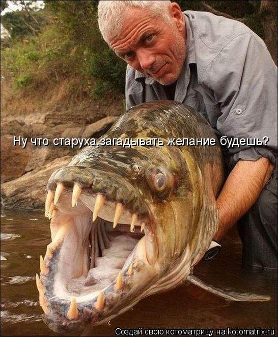 Котоматрица: Ну что старуха,загадывать желание будешь?