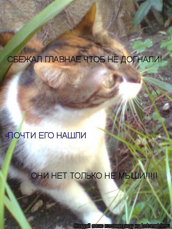Котоматрица: СБЕЖАЛ ГЛАВНАЕ ЧТОБ НЕ ДОГНАЛИ! -ПОЧТИ ЕГО НАШЛИ ОНИ НЕТ ТОЛЬКО НЕ МЫШИ!!!!!
