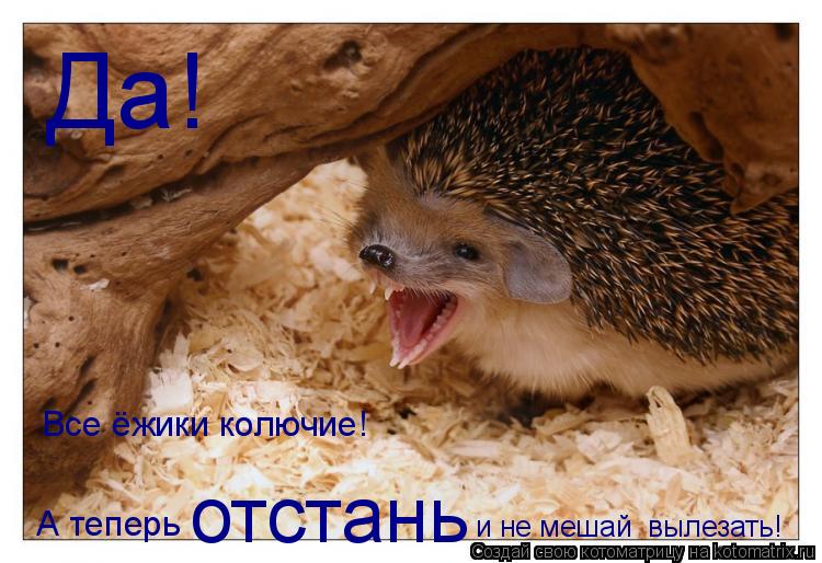 Котоматрица: Да! Все ёжики колючие! А теперь отстань и не мешай  вылезать!