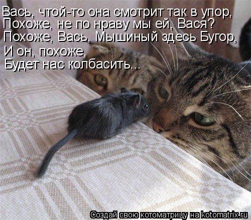 Котоматрица: Вась, чтой-то она смотрит так в упор, И он, похоже, Будет нас колбасить... Похоже, не по нраву мы ей, Вася? Похоже, Вась, Мышиный здесь Бугор,